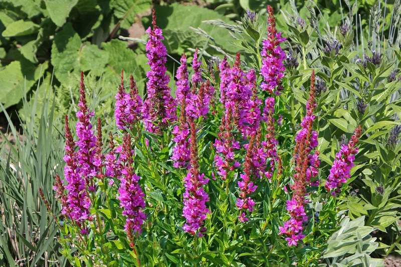 Lythrum salicaria 'Robert' (Blut-Weiderich)