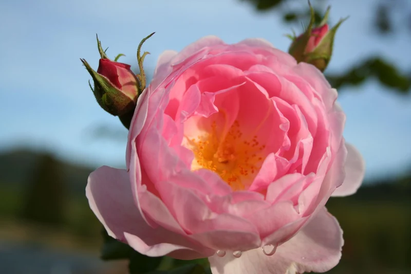 Rose 'Sceptre d´Isle' (Englische Rose)