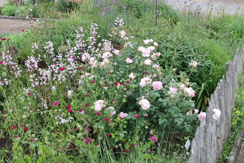Rose 'Sceptre d´Isle' (Englische Rose)