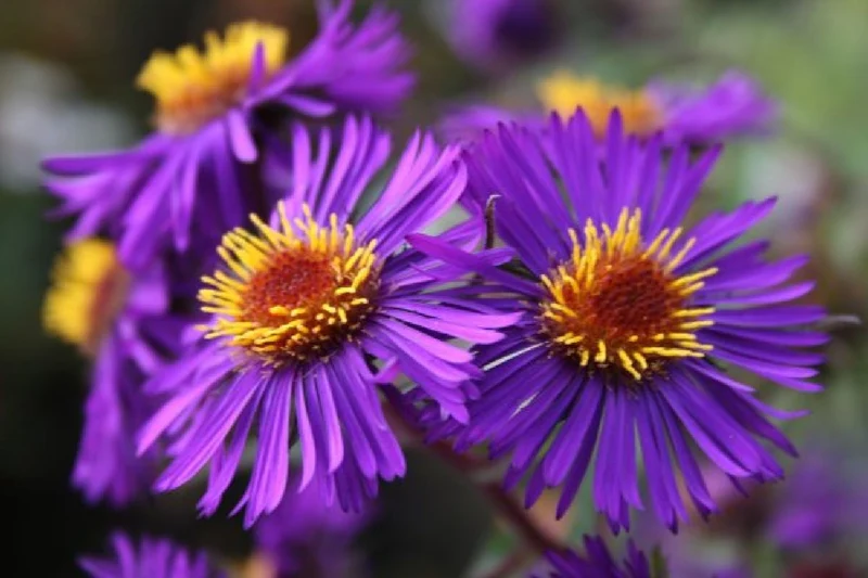 Leuchtfeuer (Farbpower für den Garten)