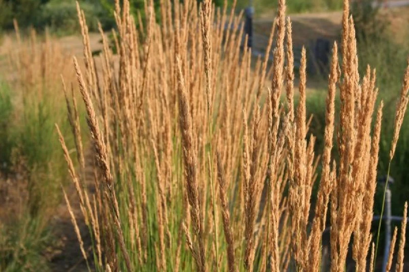 Leuchtfeuer (Farbpower für den Garten)