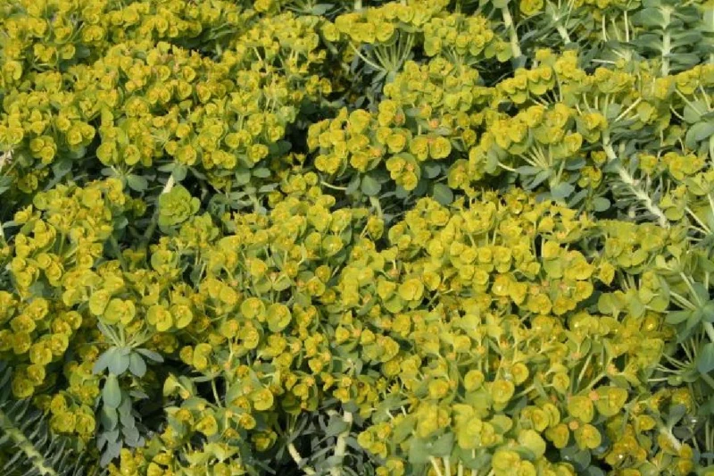 Leuchtfeuer (Farbpower für den Garten)