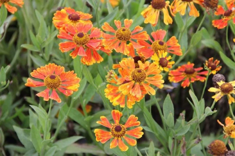 Leuchtfeuer (Farbpower für den Garten)
