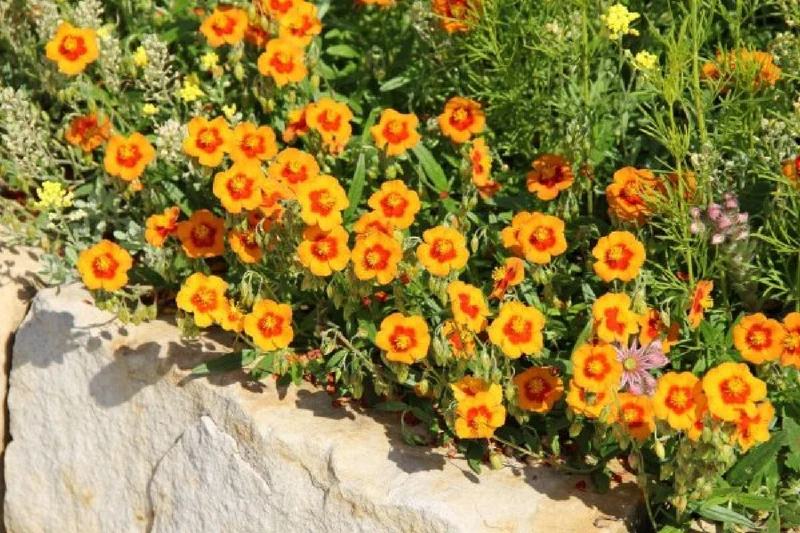 Leuchtfeuer (Farbpower für den Garten)
