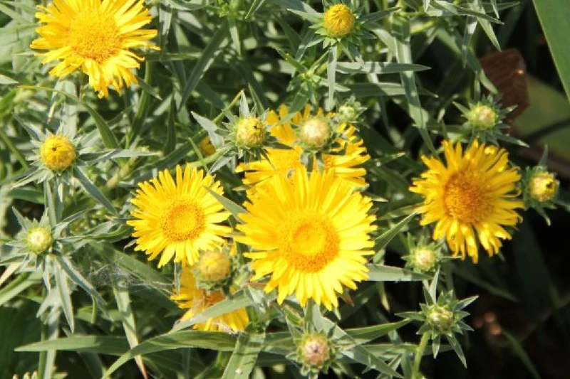 Leuchtfeuer (Farbpower für den Garten)