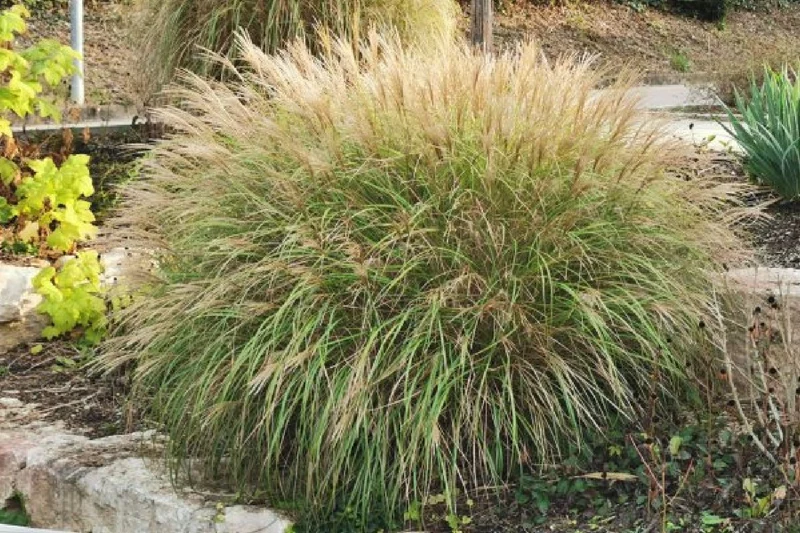 Leuchtfeuer (Farbpower für den Garten)