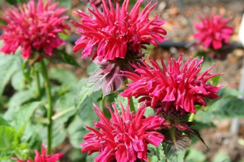 Leuchtfeuer (Farbpower für den Garten)