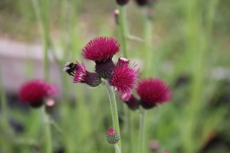 Black'n'Roses (Eine Liebeserklärung an Purpur, Rosa & Schwarz)
