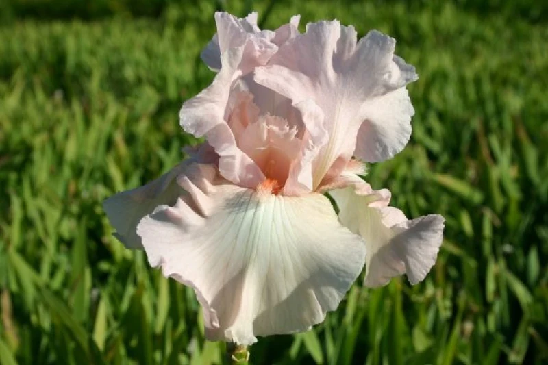 Black'n'Roses (Eine Liebeserklärung an Purpur, Rosa & Schwarz)