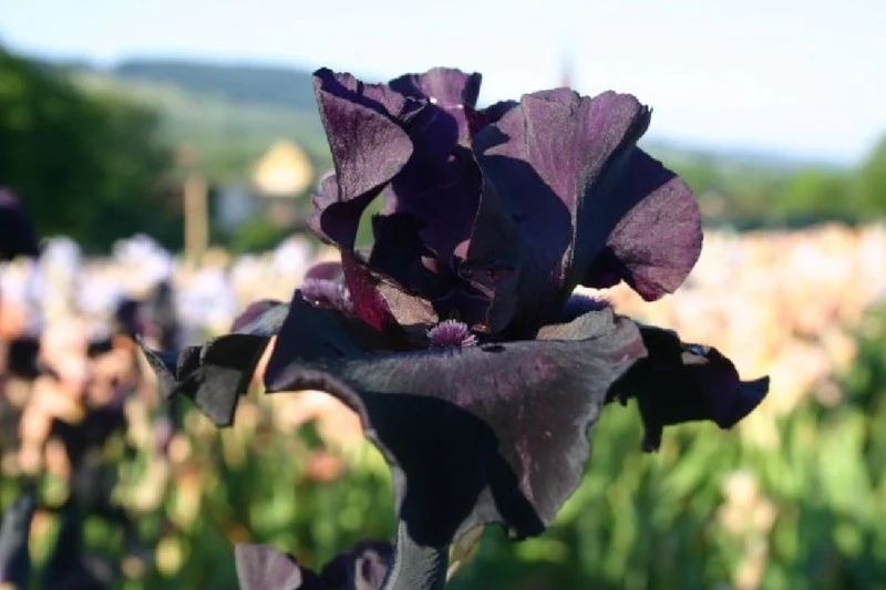Black'n'Roses (Eine Liebeserklärung an Purpur, Rosa & Schwarz)