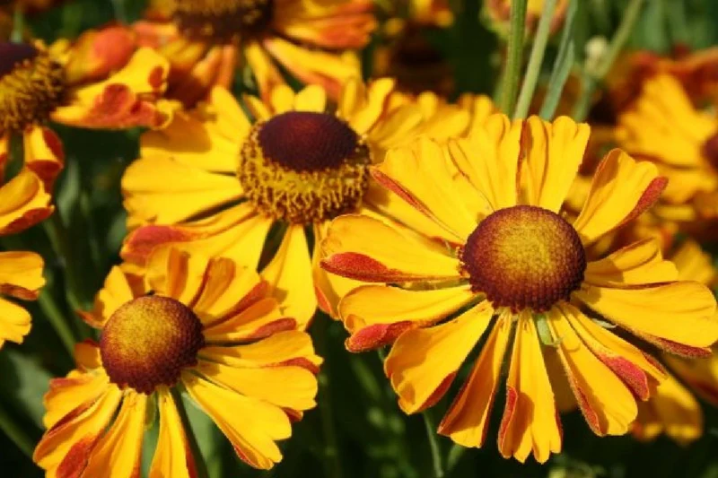 Summer of Love (Belebende Flower Power für Ihren Garten!)