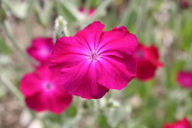 Summer of Love (Belebende Flower Power für Ihren Garten!)