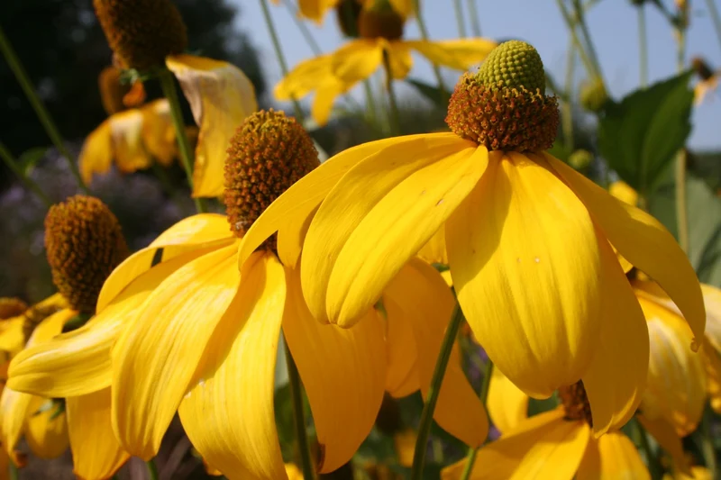 Rudbeckia nitida 'Herbstsonne' (Garten-Fallschirm-Sonnenhut)
