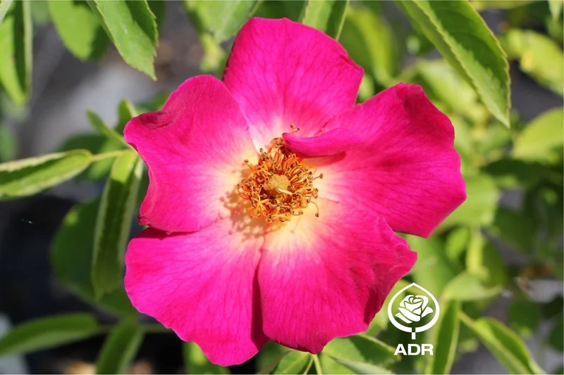 Rose 'Weg der Sinne' ® (Bodendeckerrose)