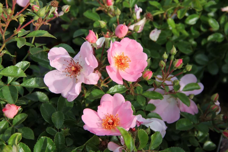 Rose 'Sweet Haze' ® (Bienenweide)