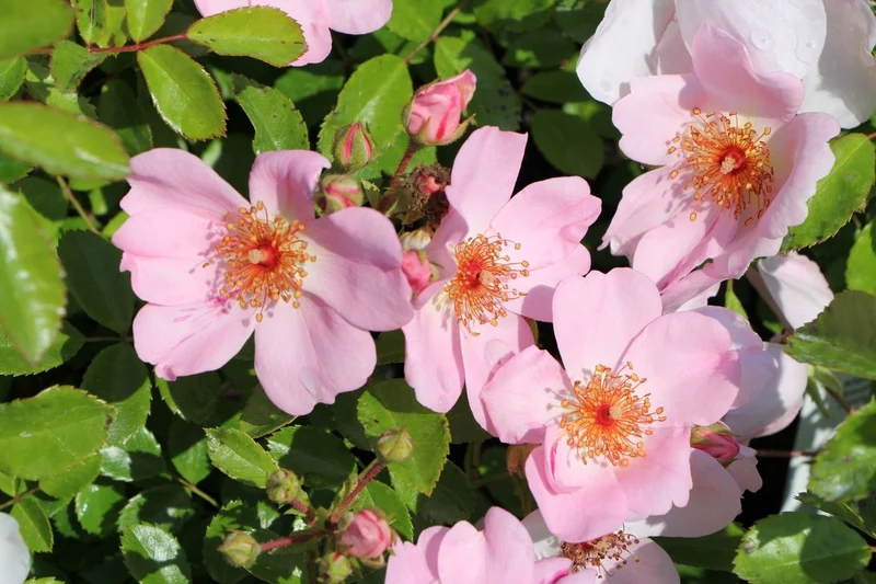 Rose 'Sweet Haze' ® (Bienenweide)