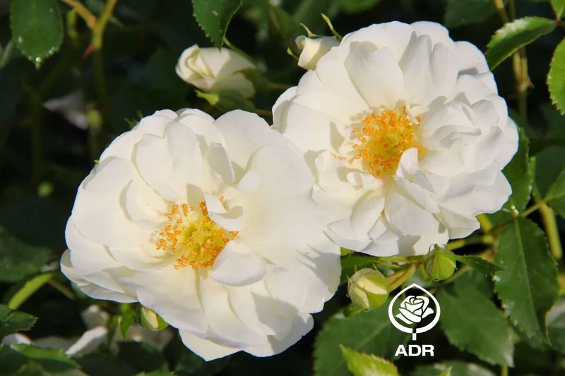 Rose 'Schneeflocke' ® (Bodendeckerrosen)