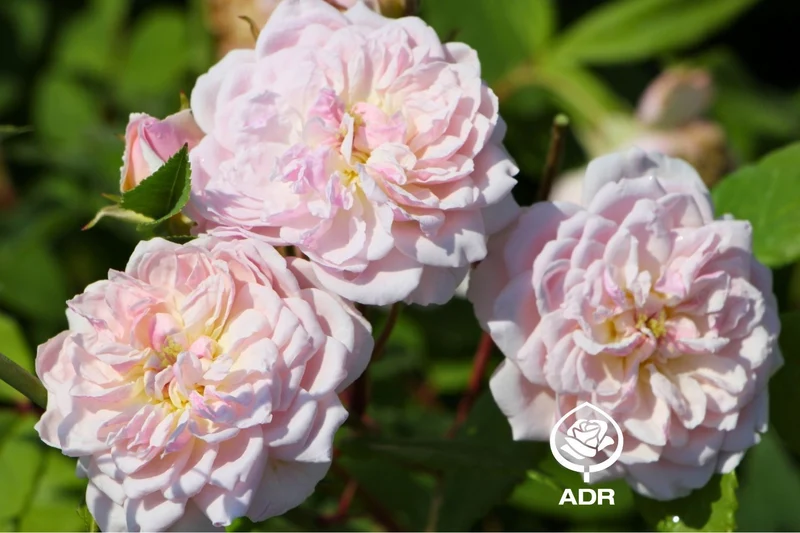 Rose 'Romantic Siluetta' ® (Miniclimber)