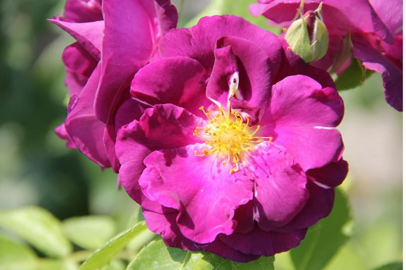Rose 'Rhapsody in Blue' (Strauchrose)