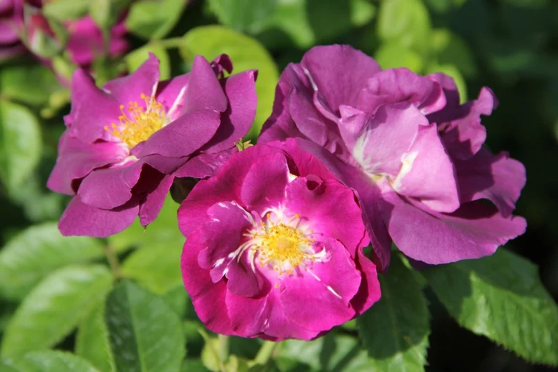 Rose 'Rhapsody in Blue' (Strauchrose)