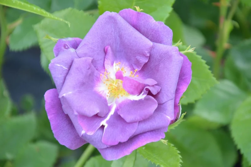 Rose 'Rhapsody in Blue' (Strauchrose)