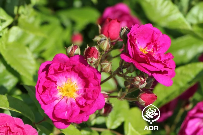 Rose 'Purple Siluetta' ® (Miniclimber)