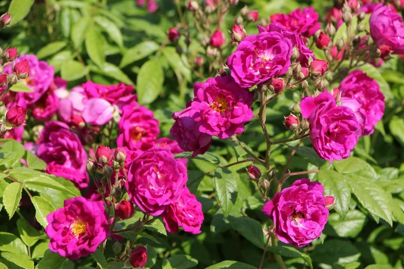 Rose 'Purple Siluetta' ® (Miniclimber)