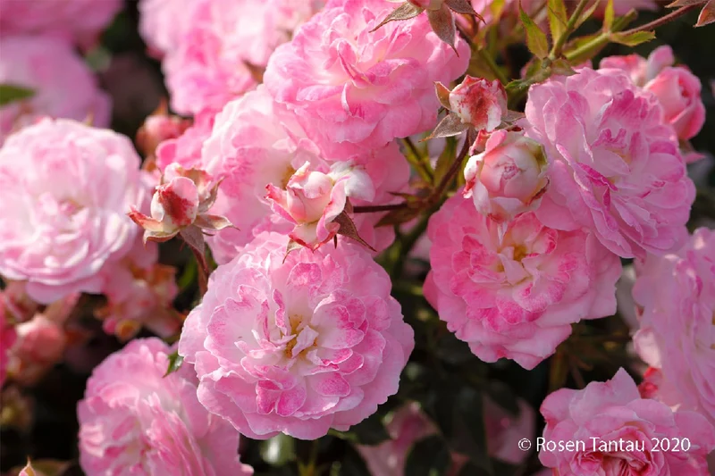 Rose 'Pinocchio' ® (Patiorose)