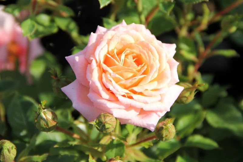 Rose 'Peach Clementine' ® (Zwergrose | Patiorose)