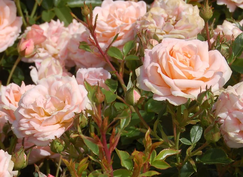 Rose 'Peach Clementine' ® (Zwergrose | Patiorose)
