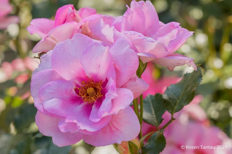 Rose 'Orienta® Magnolia' (Persische Rose)