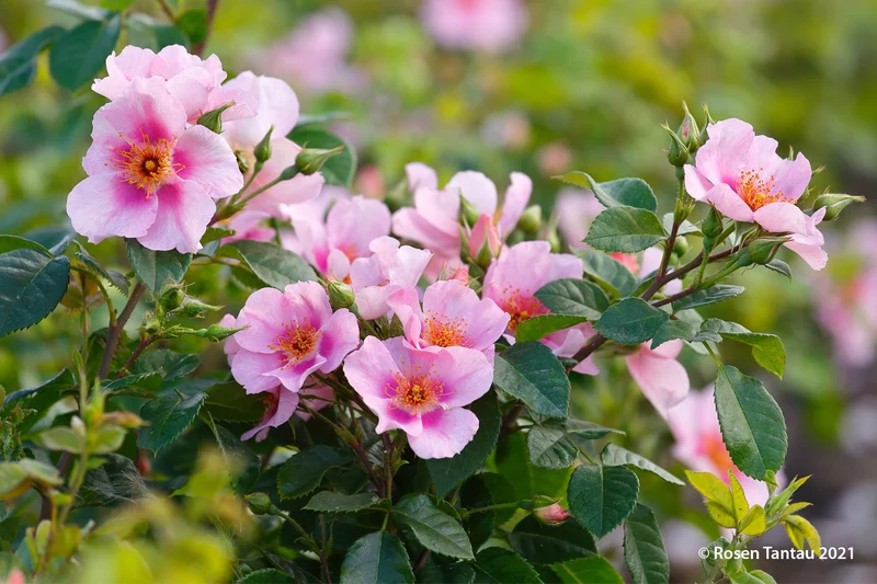 Rose 'Orienta® Laila' (Persische Rose)