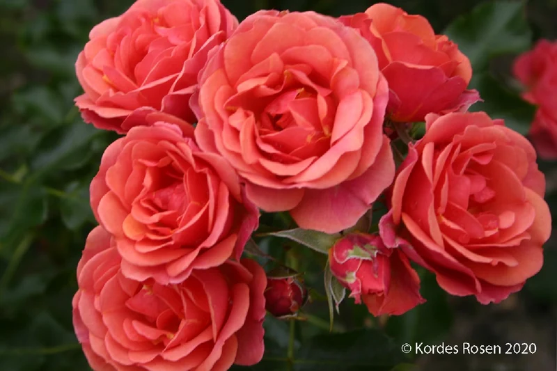 Rose 'Mandarin' ® (Patiorose)