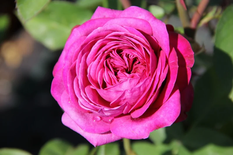 Rose 'Heidi Klum' ® (Zwergrose | Patiorose)