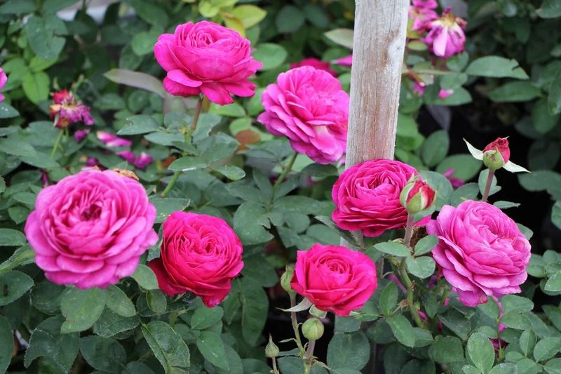 Rose 'Heidi Klum' ® (Zwergrose | Patiorose)