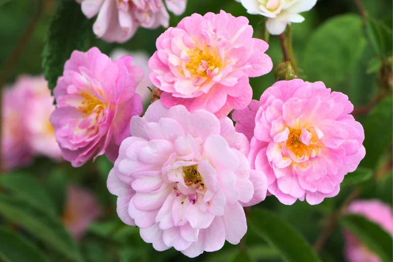 Rose 'Guirlande Rose' ® (Rambler)