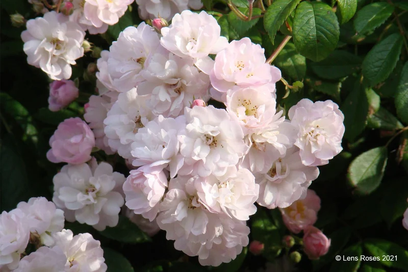 Rose 'Guirlande Rose' ® (Rambler)