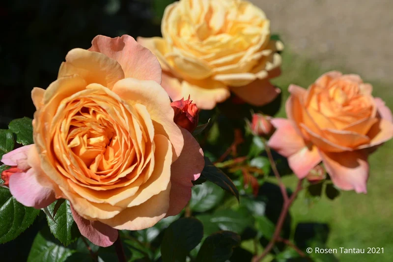 Rose 'Capri' ® (Nostalgie®-Edelrose)