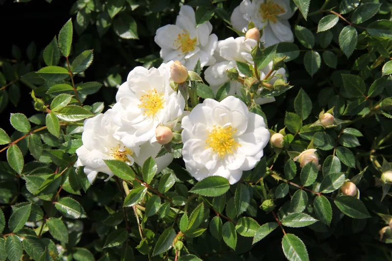 Rose 'Bienenweide' ® weiß ()