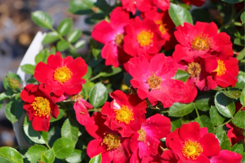 Rose 'Bienenweide' ® rot (Beetrose)