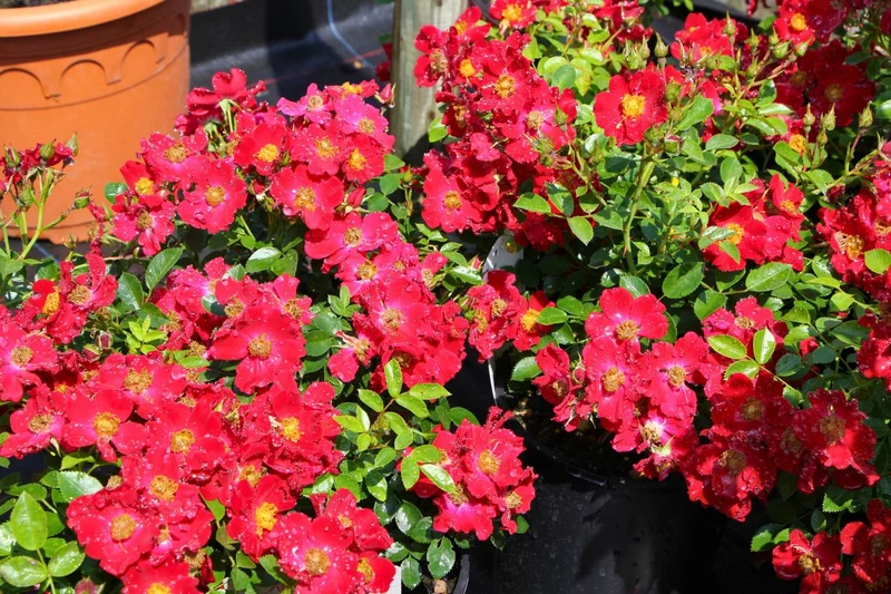 Rose 'Bienenweide' ® rot (Beetrose)