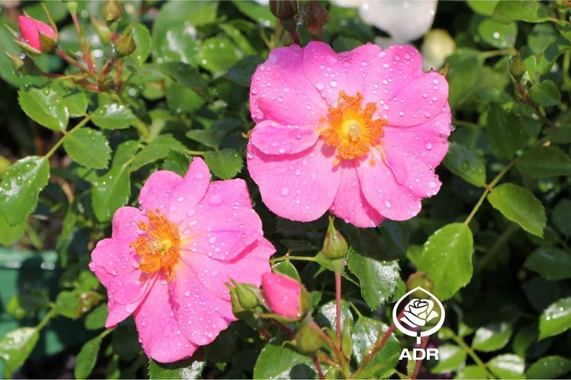 Rose 'Bienenweide' ® rosa (Beetrose)