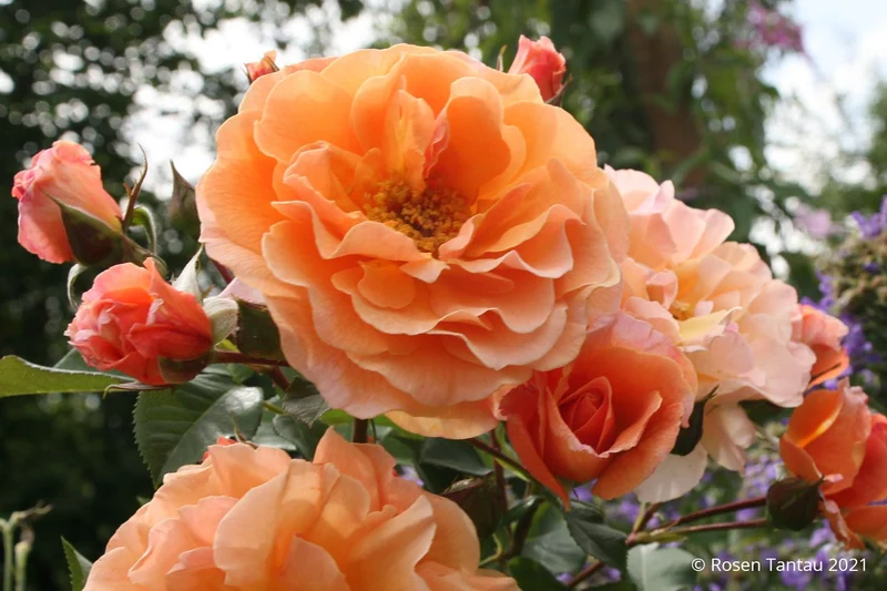 Rose 'Arabia' ® (Strauchrose)