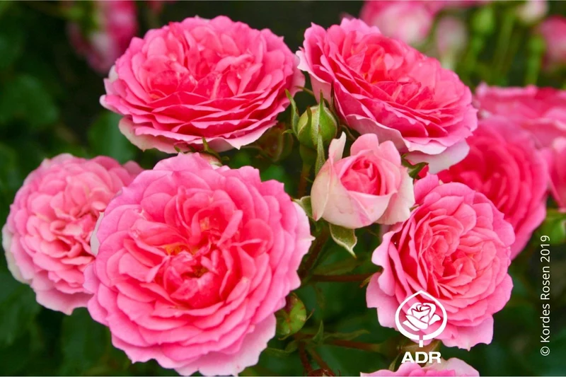 Rose 'Amica' ® (Patiorose)