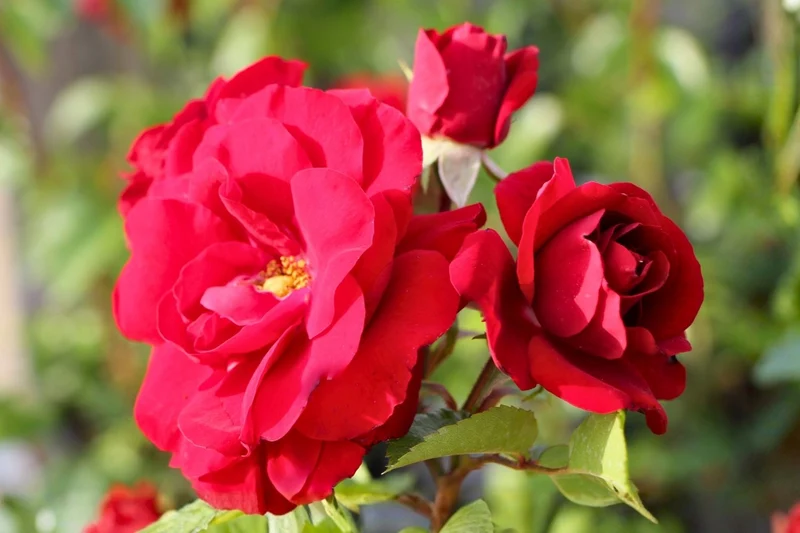 Rose 'Amadeus' ® (Kletterrose)