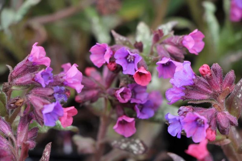 Pulmonaria saccharata 'Silver Bouquet' ® (Geflecktes Lungenkraut)
