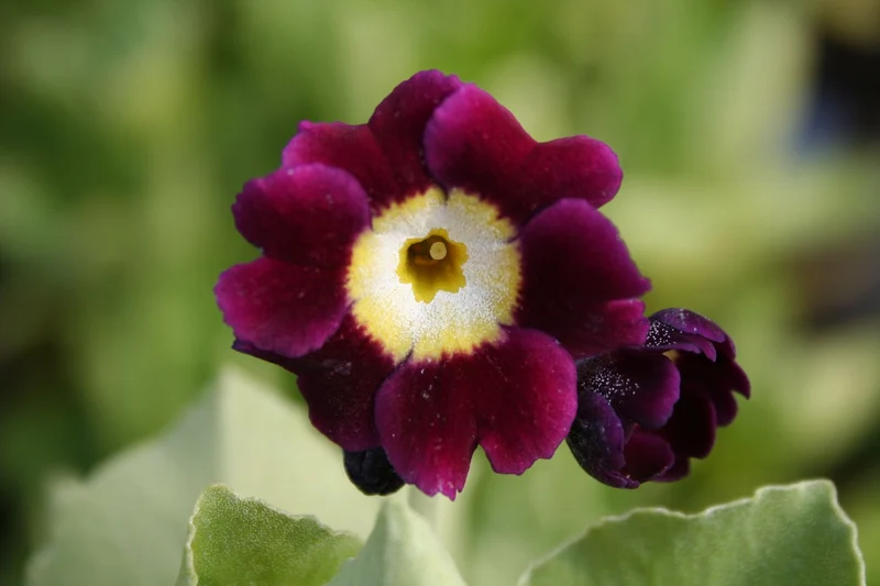 Primula x pubescens, in Farben (Garten-Aurikel)