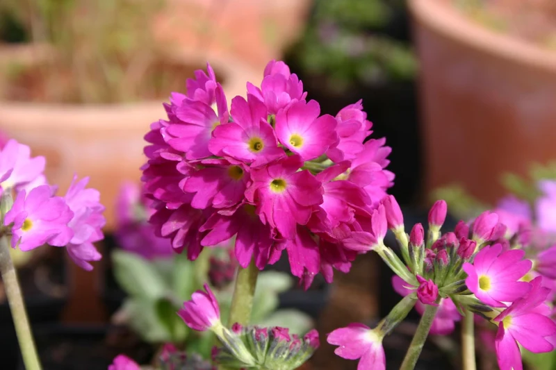 Primula denticulata 'Rubin' (Kugel-Primel)
