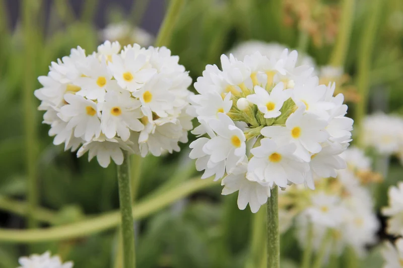 Primula denticulata 'Alba' (Kugel-Primel)