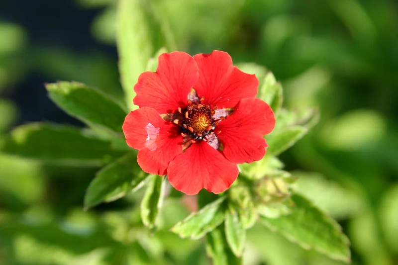 Potentilla atrosanguinea 'Gibson's Scarlet' (Garten-Fingerkraut)